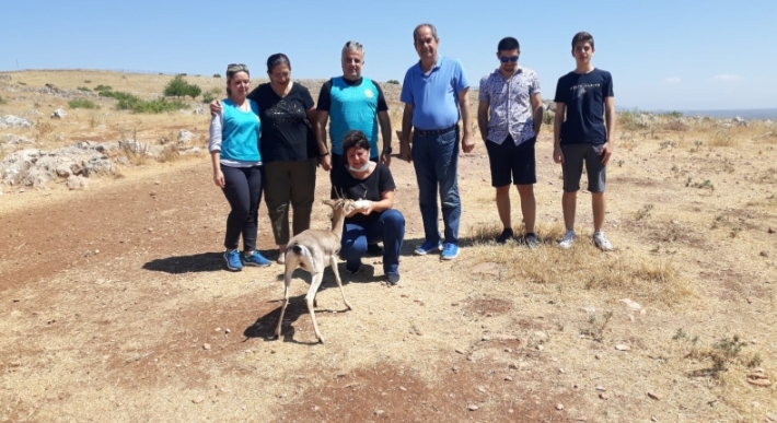 DAĞ CEYLANLARI BİZLERE BIRAKILMIŞ BİRER MİRASTIR!