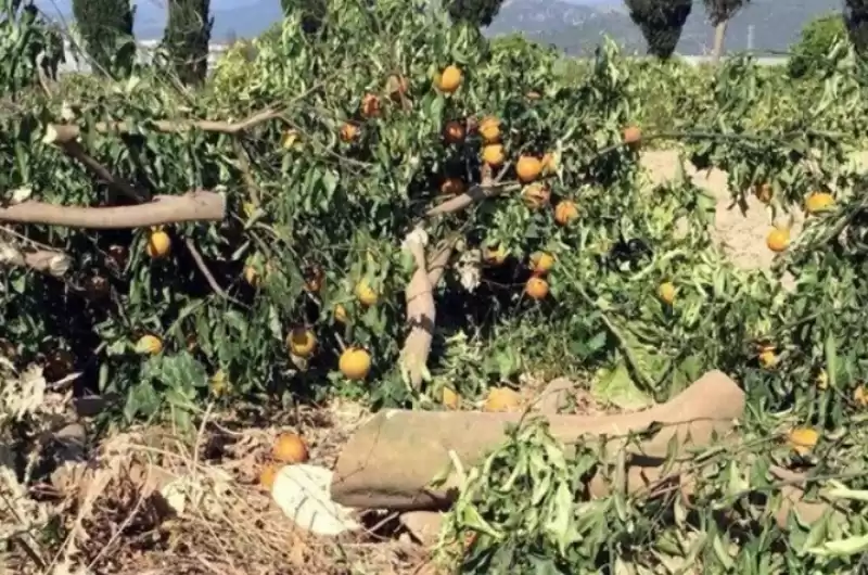 NARENCİYE ÇİFTÇİSİ AĞACINI KESMEK ZORUNDA KALMASIN!