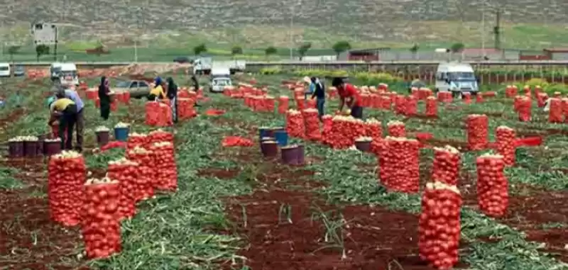 AMİK OVASI KAN AĞLIYOR!