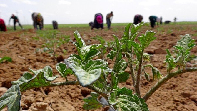 Ülkemizde Tarım Sadece Kağıt Üzerinde Büyüyor!